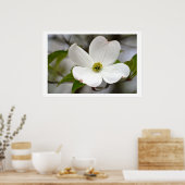 Poster Fleur de Dogwood blanc (Cuisine)
