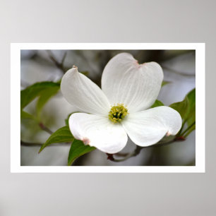 Poster Fleur de Dogwood blanc