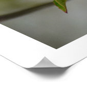 Poster Fleur de Dogwood blanc (Coin)