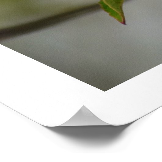 Poster Fleur de Dogwood blanc (Coin)