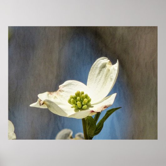 Poster Fleur de Dogwood Blanc (Devant)