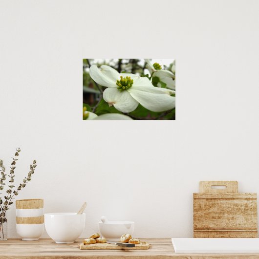 Poster Fleur de Dogwood Blanc (Cuisine)