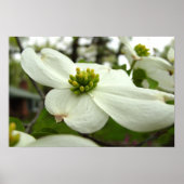Poster Fleur de Dogwood Blanc (Devant)
