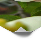 Poster Fleur de Dogwood Blanc (Coin)