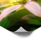 Poster Fleur de Dogwood sauvage (Coin)