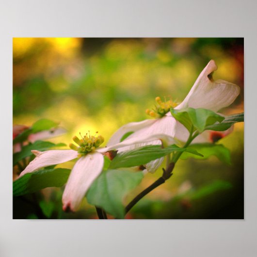 Poster Fleur de Dogwood sauvage (Devant)
