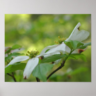 Poster Fleur de Dogwood sauvage blanc