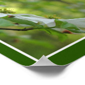 Poster Fleur de Dogwood sauvage fleurit Abstrait (Coin)