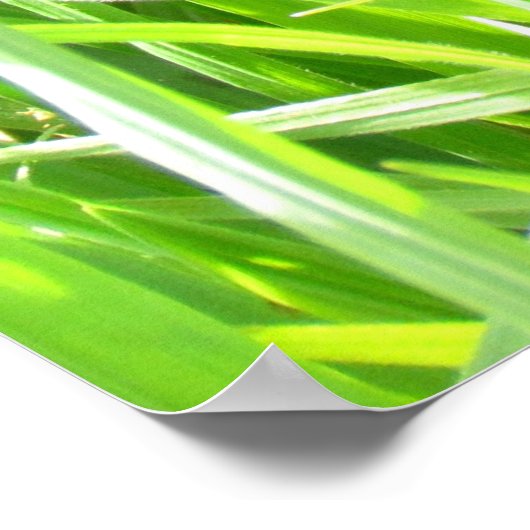 Poster - Fleur de Fer dans l'herbe (Coin)