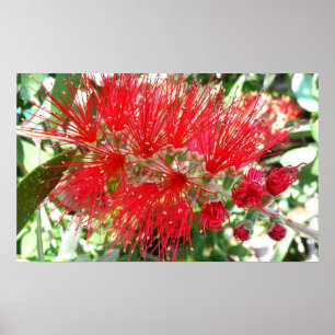 Poster Fleur de fond Rouge Tropical Floral