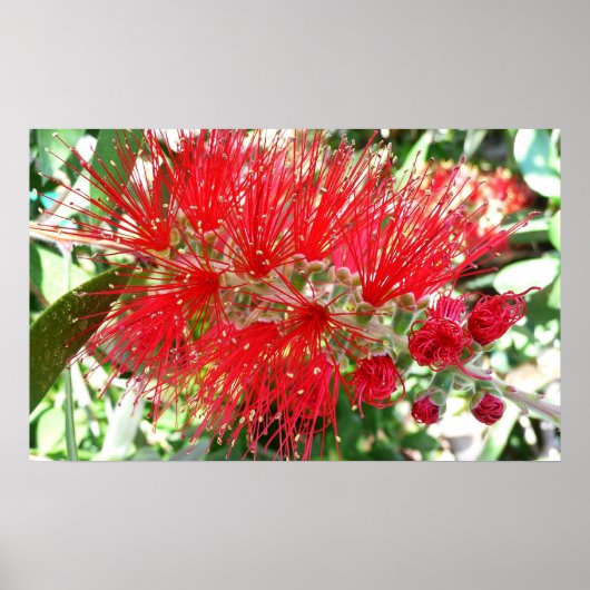 Poster Fleur de fond Rouge Tropical Floral (Devant)