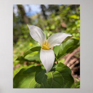 Poster Fleur de forêt de Trille blanc Macro