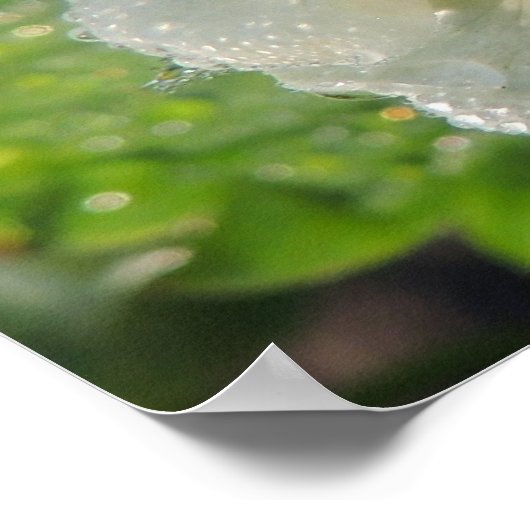 Poster Fleur de fraisier (Coin)