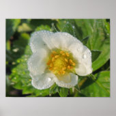 Poster Fleur de fraisier (Devant)