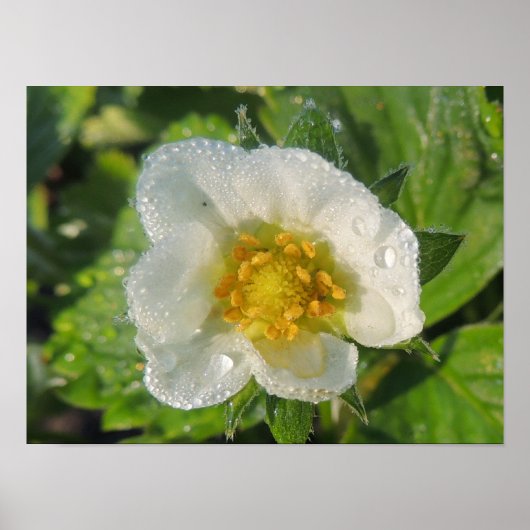 Poster Fleur de fraisier (Devant)