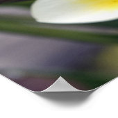 Poster Fleur de frangipanier Îles Cook (Coin)