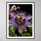 Poster Fleur de fruit de la passion pourpre, (Devant)