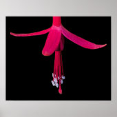 Poster Fleur de Fuchsia Rose Clair sur Fond Noir (Devant)