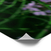 Poster Fleur de fusées de Dame (Coin)