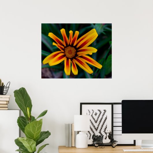 Poster Fleur de Gazania (Bureau à domicile)