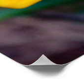 Poster Fleur de Gazania (Coin)