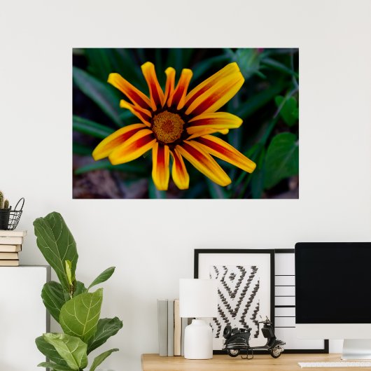 Poster fleur de gazania (Bureau à domicile)