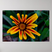 Poster fleur de gazania (Devant)