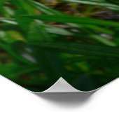 Poster Fleur de Gazania (Coin)