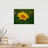 Poster Fleur de Gazania (Cuisine)
