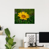 Poster Fleur de Gazania (Bureau à domicile)