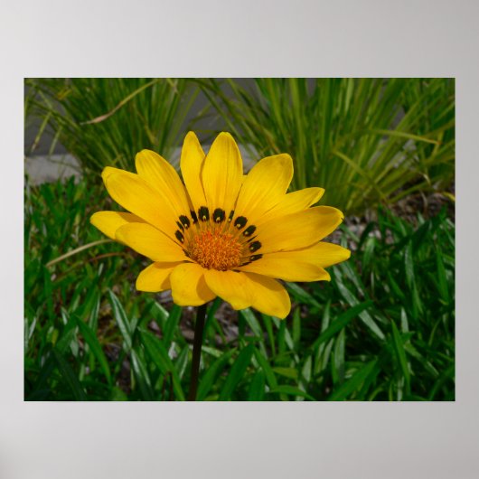Poster Fleur de Gazania (Devant)