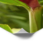 Poster Fleur de gingembre rouge (Alpinia) tropicale (Coin)