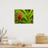 Poster Fleur de gingembre rouge (Alpinia) tropicale (Cuisine)
