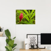 Poster Fleur de gingembre rouge (Alpinia) tropicale (Bureau à domicile)