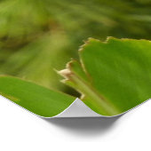 Poster Fleur de gingembre rouge (Alpinia) tropicale (Coin)