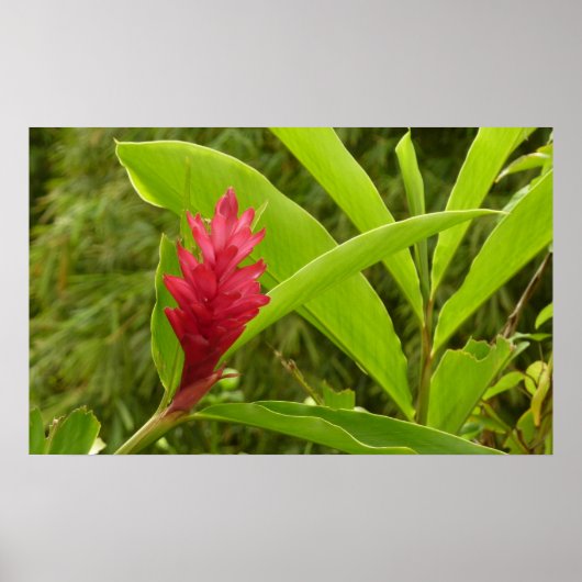 Poster Fleur de gingembre rouge (Alpinia) tropicale (Devant)