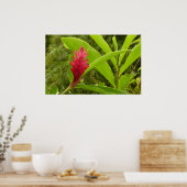Poster Fleur de gingembre rouge (Alpinia) tropicale (Cuisine)