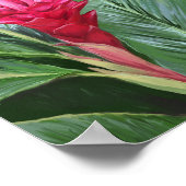 Poster Fleur de gingembre tropical (Coin)