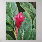 Poster Fleur de gingembre tropical (Devant)