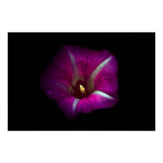 Poster Fleur de gloire du matin