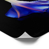 Poster Fleur de gloire du matin 2 (Coin)