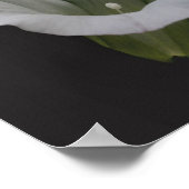 Poster Fleur de gloire du matin blanc (Coin)