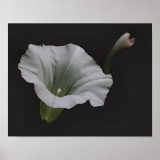 Poster Fleur de gloire du matin blanc (Devant)
