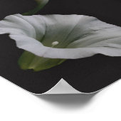 Poster Fleur de gloire du matin blanc gros Abstrait (Coin)