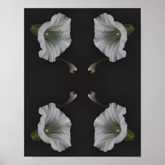 Poster Fleur de gloire du matin blanc gros Abstrait (Devant)