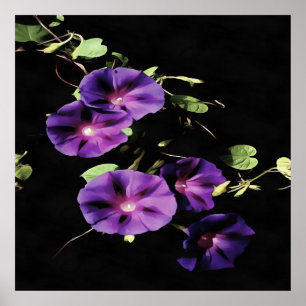Poster Fleur de gloire du matin isolée sur le noir