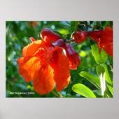 Poster Fleur de grenade éclairée (Devant)