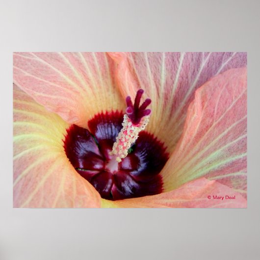 Poster Fleur de Hau rose (Devant)