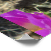 Poster Fleur de hérisson Cactus (Coin)