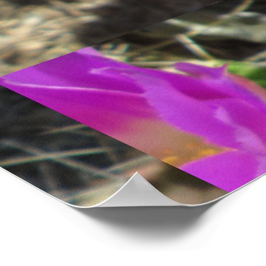 Poster Fleur de hérisson Cactus (Coin)